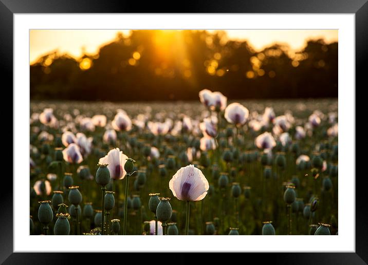 White Poppy Sunset Framed Mounted Print by Kevin Browne