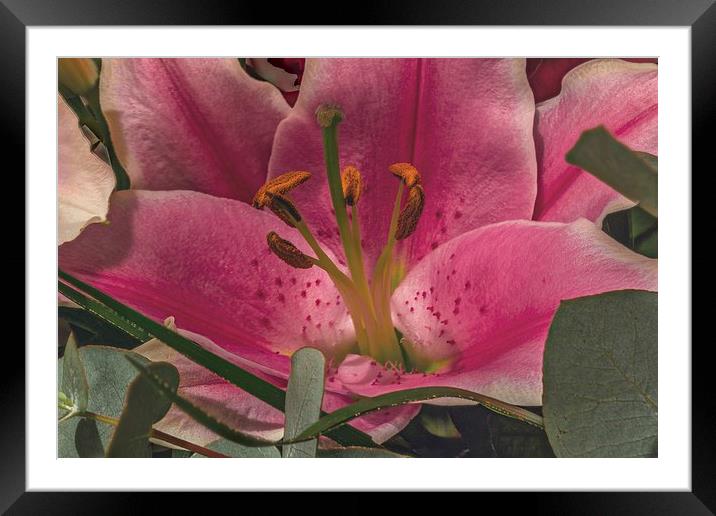 Pink Lilly Framed Mounted Print by Kevin Browne