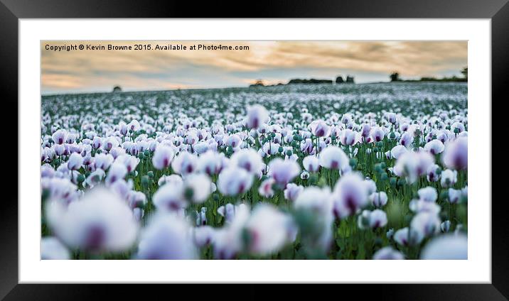  Poppy Panorama Framed Mounted Print by Kevin Browne