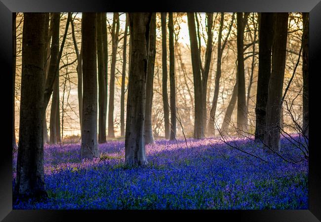 Bluebells Through The Woods Framed Print by Kevin Browne