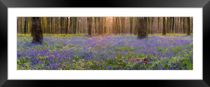 In Amongst The Bluebells Framed Mounted Print by Kevin Browne