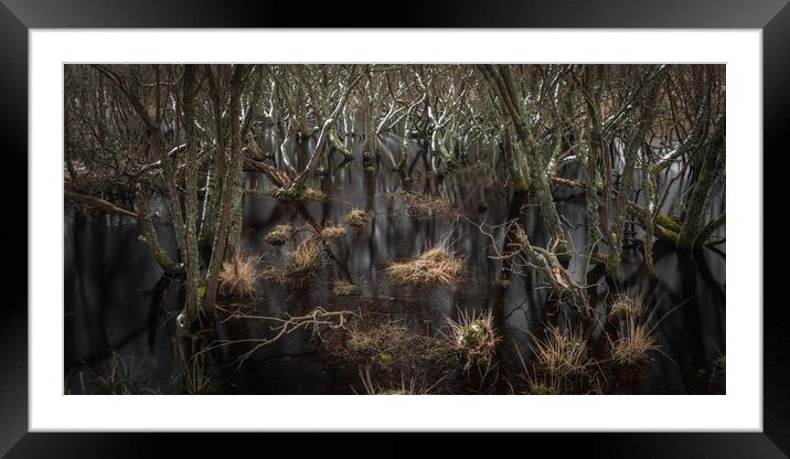 Trees In The Marsh Framed Mounted Print by Kevin Browne