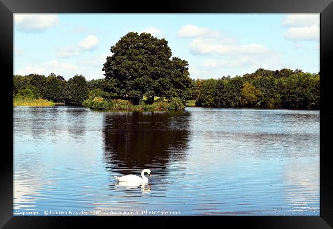 Reflections of a Swan Framed Print by Lauren Bywater