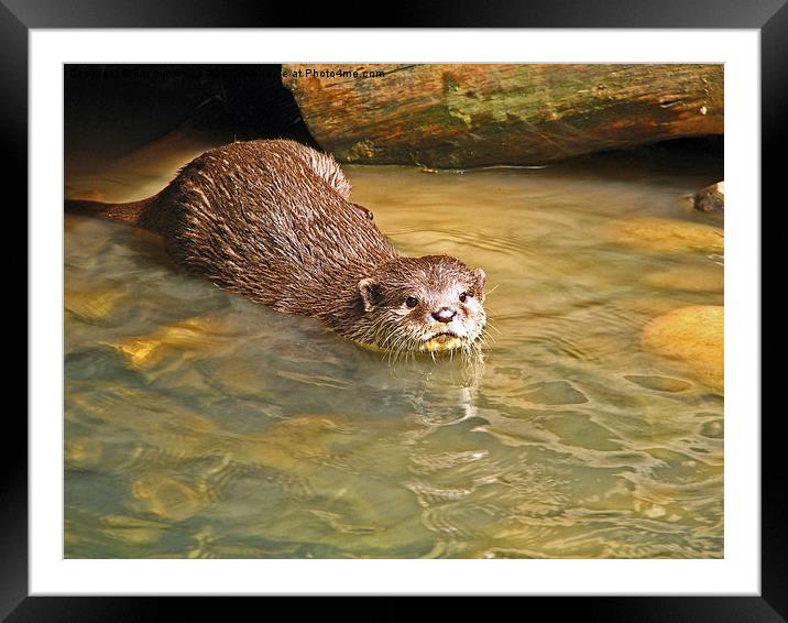 Otter Framed Mounted Print by jim huntsman