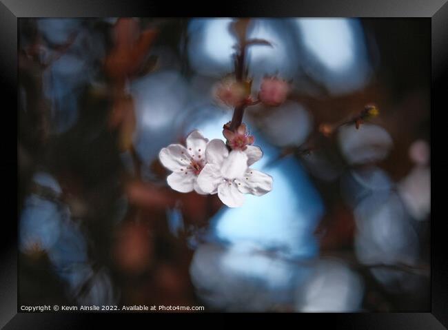 Blossom 4 Framed Print by Kevin Ainslie