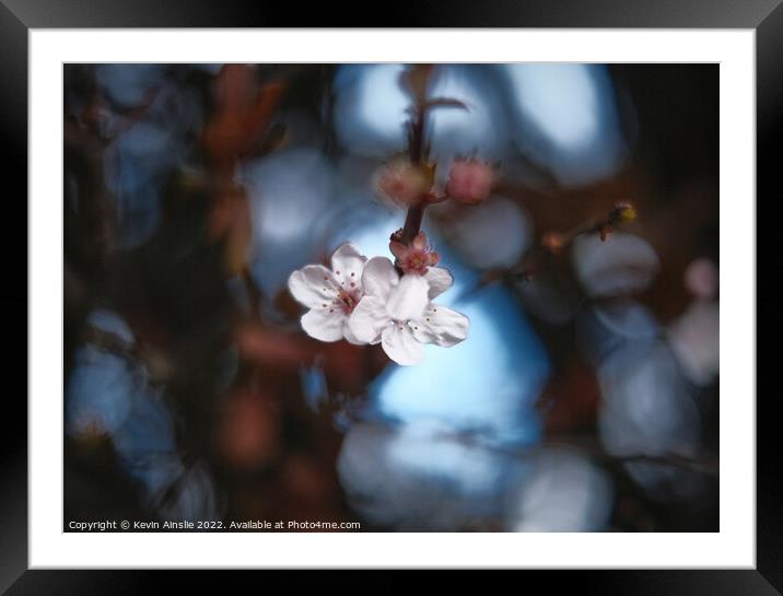 Blossom 4 Framed Mounted Print by Kevin Ainslie