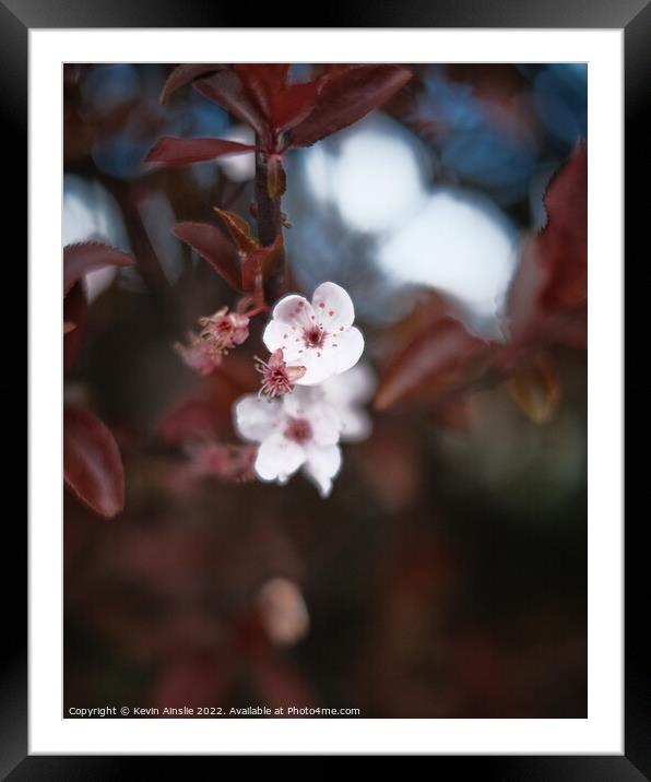 Blossom 2 Framed Mounted Print by Kevin Ainslie