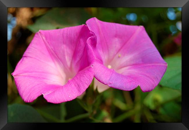 Tropical Blooms Framed Print by Steven Cole