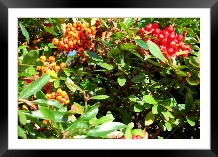 Autumn Berries Framed Mounted Print by Steven Cole