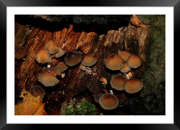 Hidden Mushrooms Framed Mounted Print by Steven Cole
