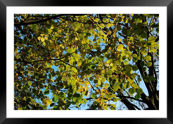 Autumn Leaves in the Afternoon Framed Mounted Print by Steven Cole