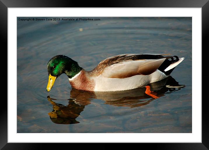 Pretty Quacky Framed Mounted Print by Steven Cole
