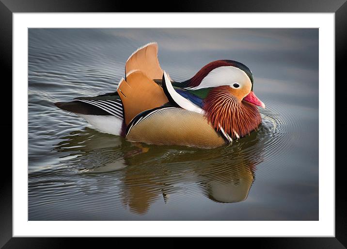 Mandarin Duck Framed Mounted Print by Alex Clark