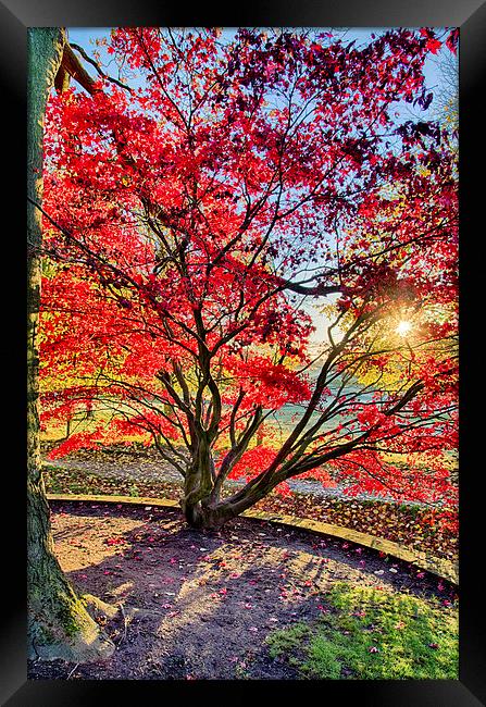 The Red Tree Framed Print by Alex Clark