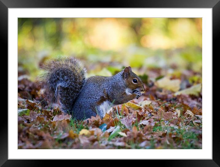 Squirrel Eating Framed Mounted Print by Alex Clark