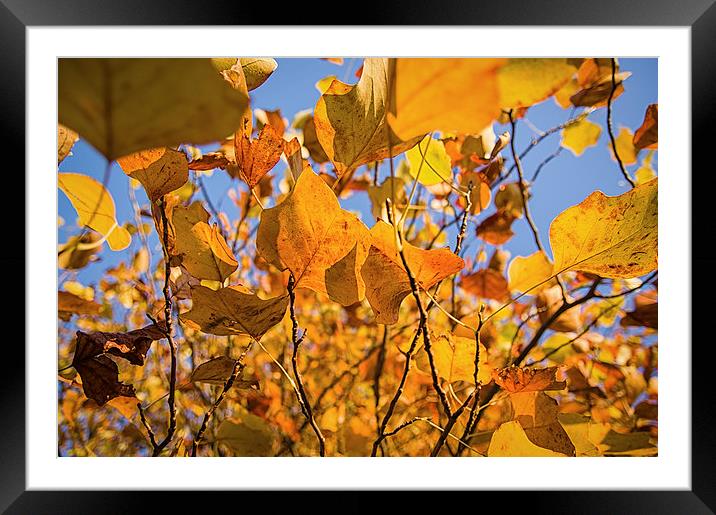 Autumn Branches Framed Mounted Print by Alex Clark