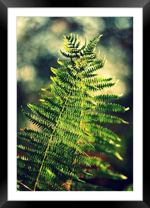 The dancing ferns Framed Mounted Print by Annie Japaud