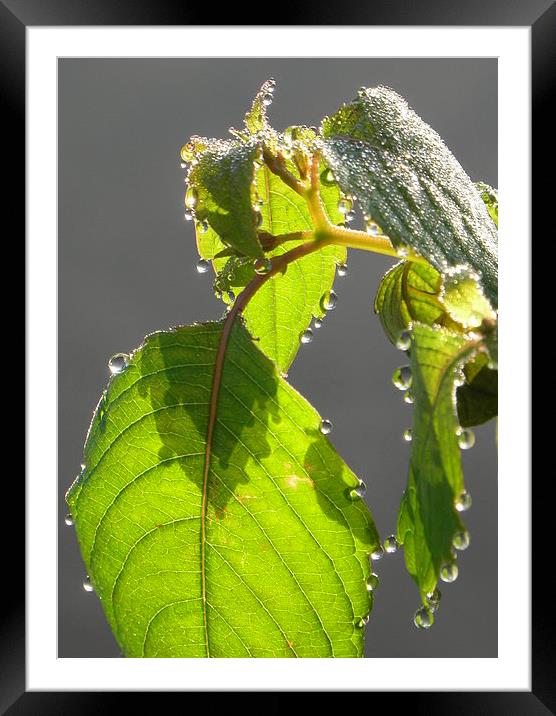 Morning dewdrops Framed Mounted Print by Ralph Jackson