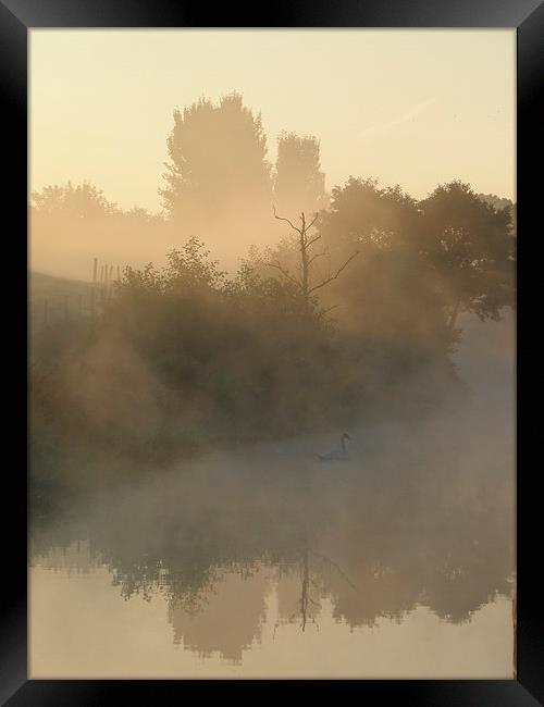 Serene Swan Framed Print by Ralph Jackson