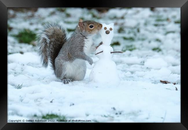 Grey squirrel building a snow squirrel in the snow Framed Print by Gerald Robinson