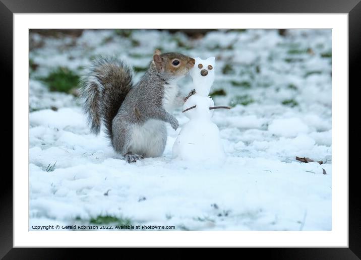 Grey squirrel building a snow squirrel in the snow Framed Mounted Print by Gerald Robinson