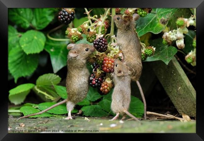 Mice on blackberries Framed Print by Gerald Robinson