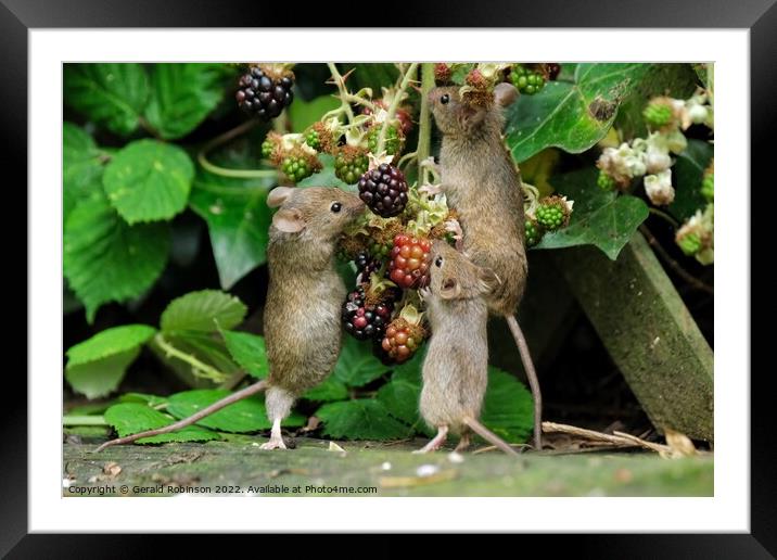 Mice on blackberries Framed Mounted Print by Gerald Robinson