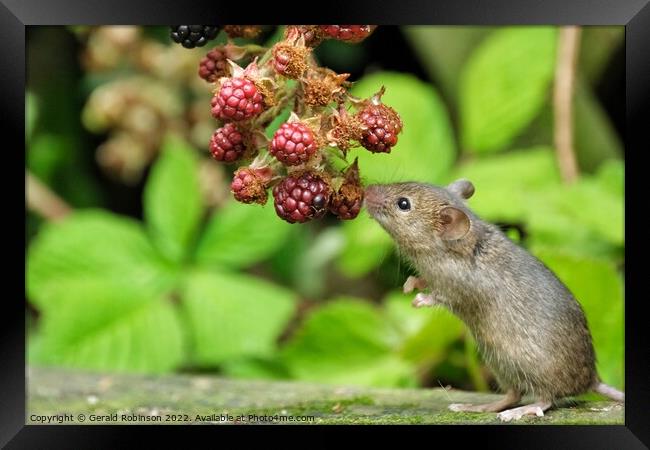 Mouse and the blackberries Framed Print by Gerald Robinson