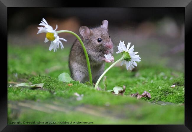 A small mouse with a daisy Framed Print by Gerald Robinson