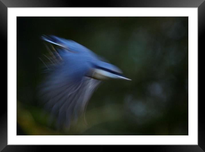 Nuthatch in motion Framed Mounted Print by Gerald Robinson