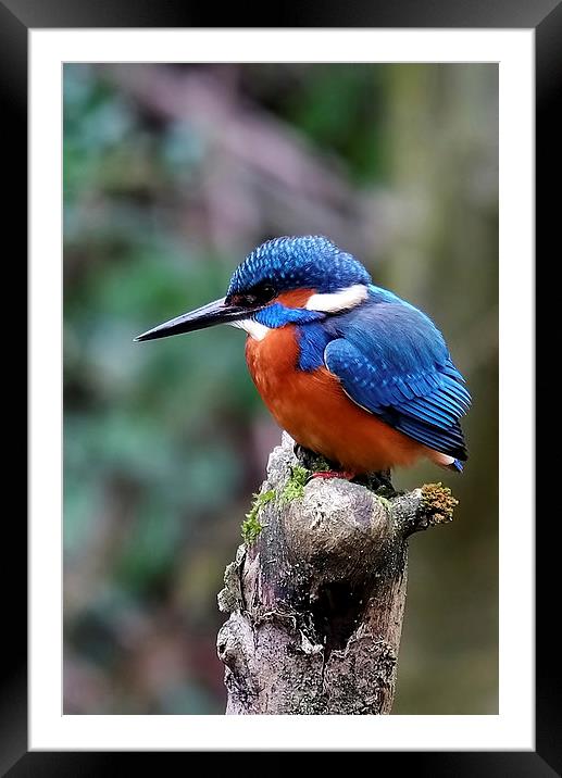  Kingfisher Framed Mounted Print by Gerald Robinson