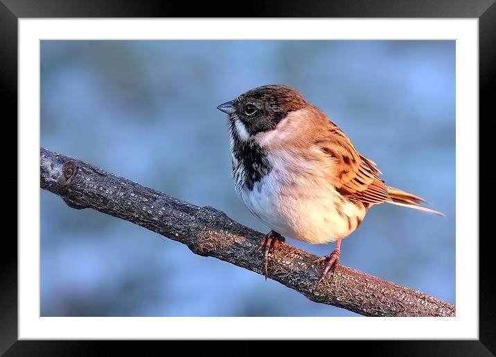  Reed Bunting on branch Framed Mounted Print by Gerald Robinson