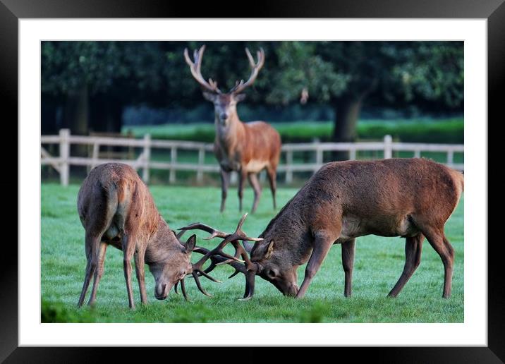 Rutting Stags Framed Mounted Print by Gerald Robinson