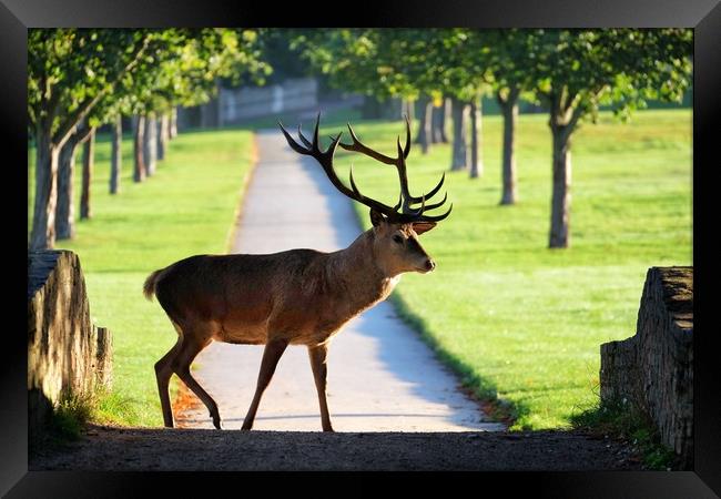 Wild Red Deer Stag at Wollaton Hall Framed Print by Gerald Robinson