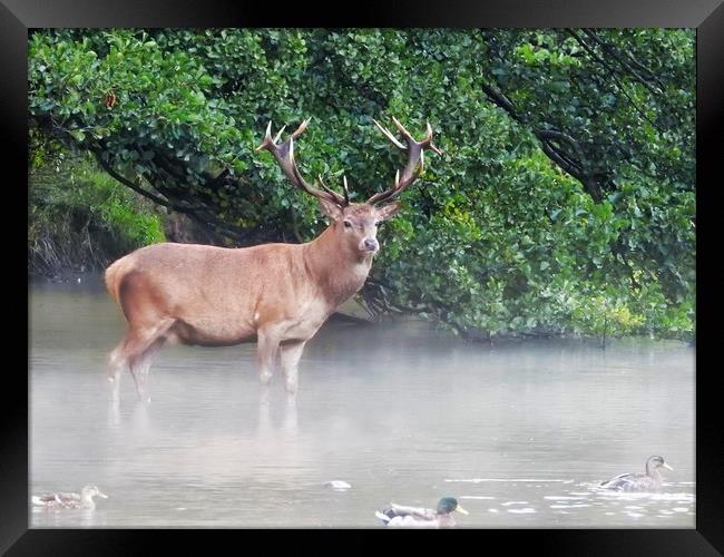           Wild Red Deer Stag in the Lake Framed Print by Gerald Robinson