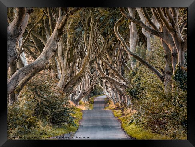 The Dark Hedges Framed Print by Dave Bowman