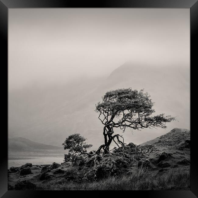 Skye Tree Framed Print by Dave Bowman