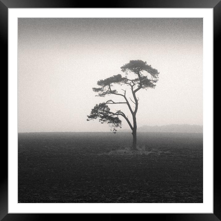 St Cyrus Tree Framed Mounted Print by Dave Bowman