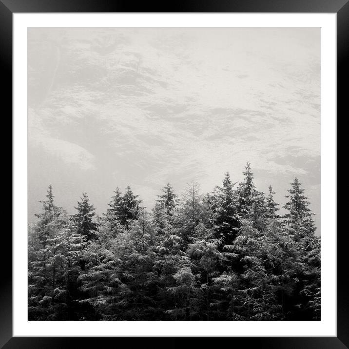 Snowcapped Firs Framed Mounted Print by Dave Bowman