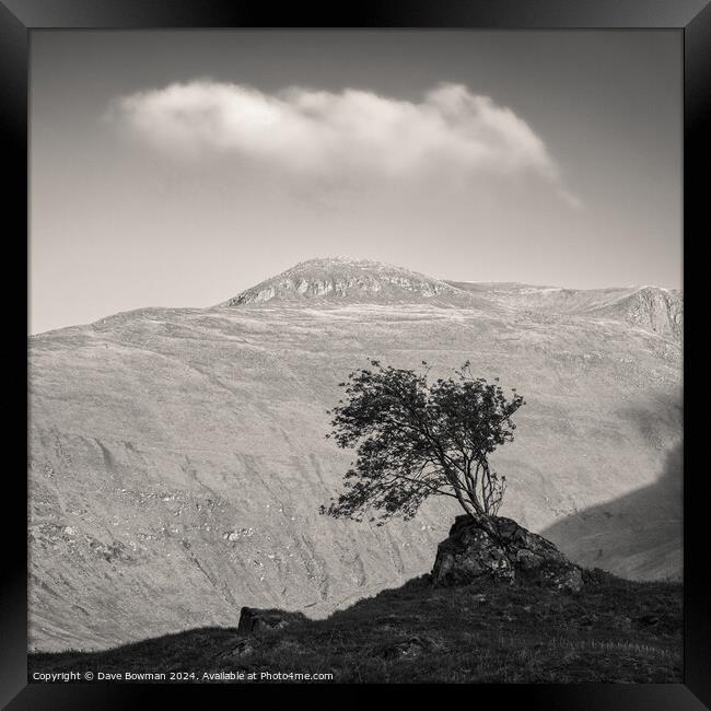 Glen Shiel Tree Framed Print by Dave Bowman