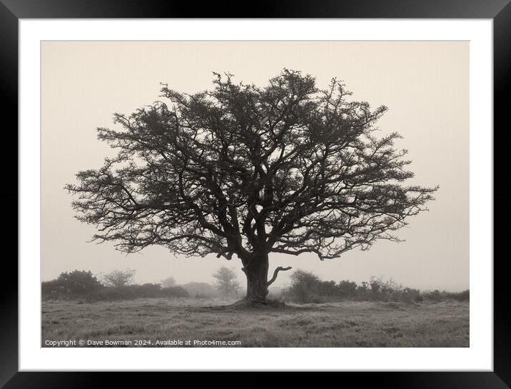 Exmoor Tree Framed Mounted Print by Dave Bowman