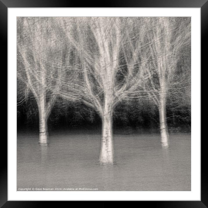 Three Trees Framed Mounted Print by Dave Bowman