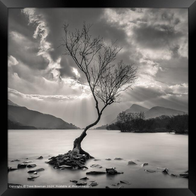 The Lonely Tree Framed Print by Dave Bowman