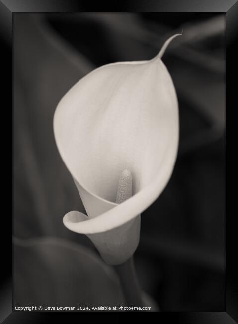 Calla Lily Bloom Framed Print by Dave Bowman