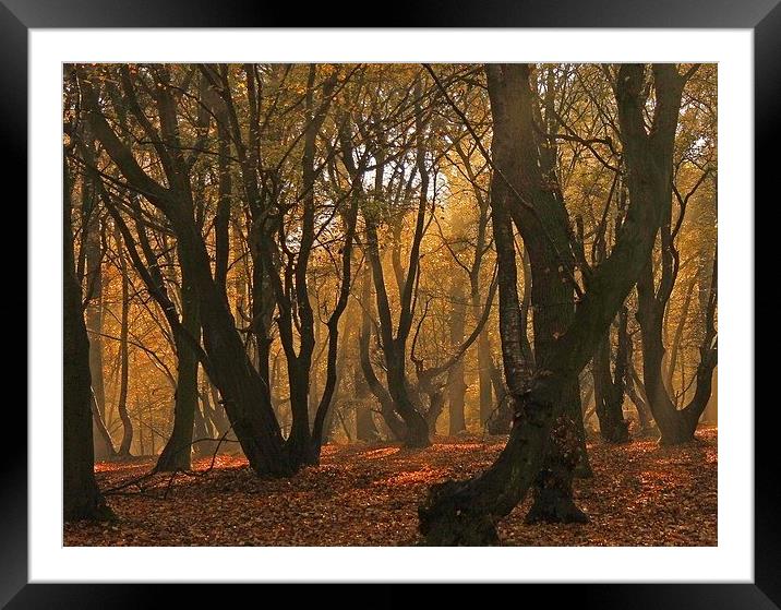 Autumn Trees Framed Mounted Print by Sarah Pymer
