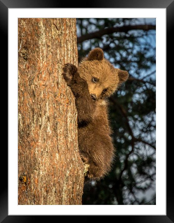 Climbing Bear Cub Framed Mounted Print by Sarah Pymer