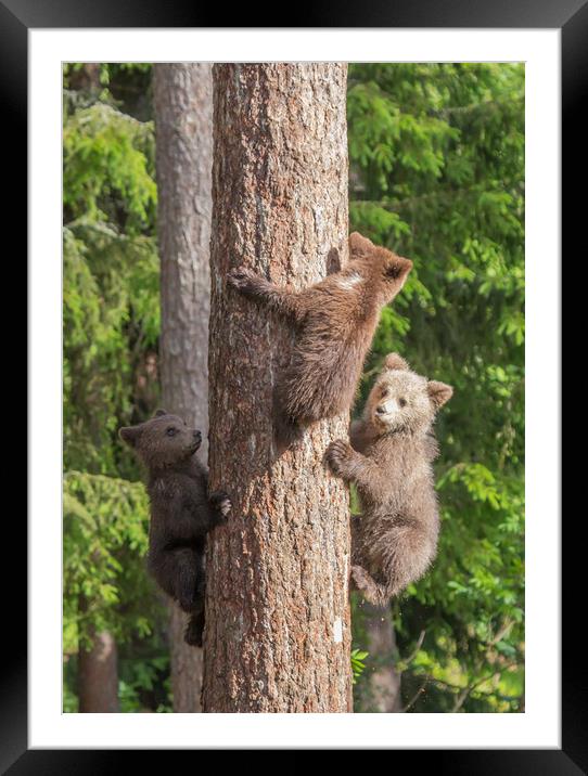 Climbing Bear Cubs Framed Mounted Print by Sarah Pymer