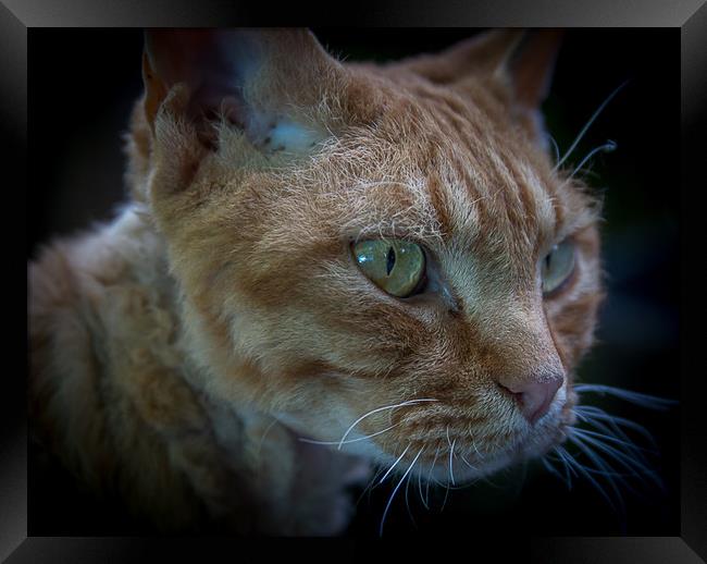 Tabby Cat Face Framed Print by Sarah Pymer