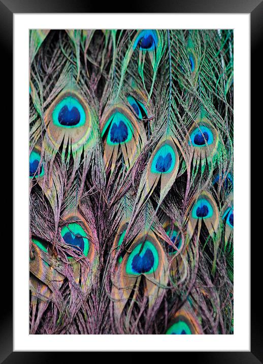 Peacock Framed Mounted Print by Lynette Holmes