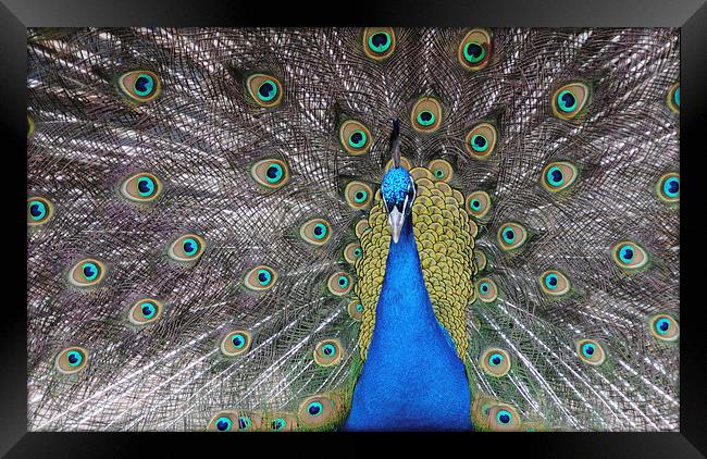 Peacock Framed Print by Lynette Holmes
